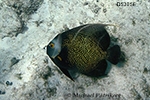 French Angelfish (Pomacanthus paru)